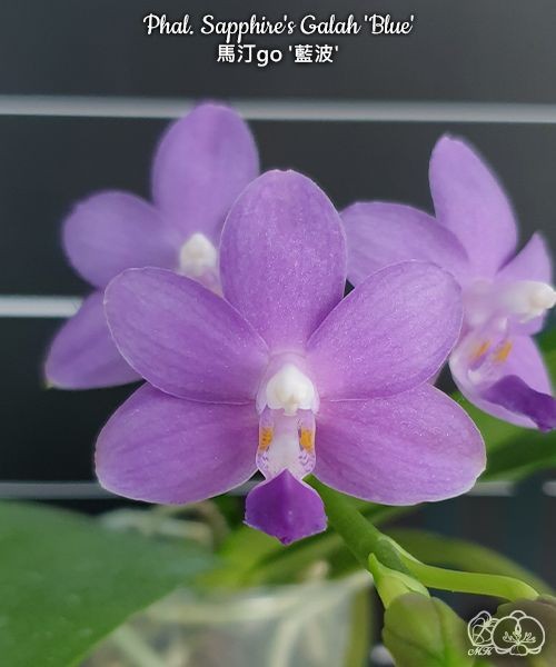 Phal. Sapphire's Galah 'Blue' 2.5''