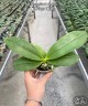 Phal. Sapphire's Galah 'Blue' 2.5''