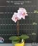 Phal. Miki Leopard Beauty 'Snowflare' 2.5"
