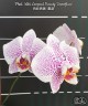 Phal. Miki Leopard Beauty 'Snowflare' 2.5"