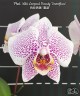Phal. Miki Leopard Beauty 'Snowflare' 2.5"