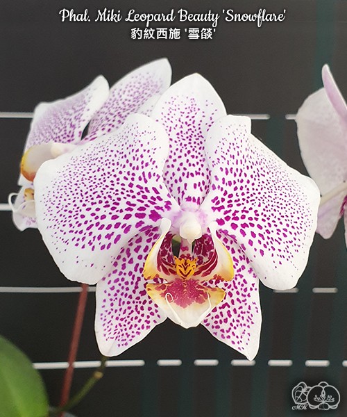 Phal. Miki Leopard Beauty 'Snowflare' 2.5"