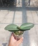 Phal. Miki Leopard Beauty 'Snowflare' 2.5"
