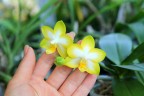 Phal. Yuan Shan Sweet Girl 2.5''