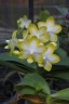 Phal. Yuan Shan Sweet Girl 2.5''