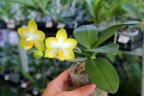 Phal. Yuan Shan Sweet Girl 2.5''