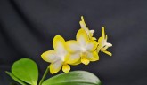Phal. Yuan Shan Sweet Girl 2.5''