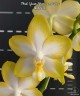 Phal. Yuan Shan Sweet Girl 2.5''