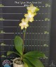 Phal. Yuan Shan Sweet Girl 2.5''