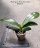 Phal. Yuan Shan Sweet Girl 2.5''