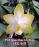 Phal. Yuan Shan Sweet Girl 2.5''