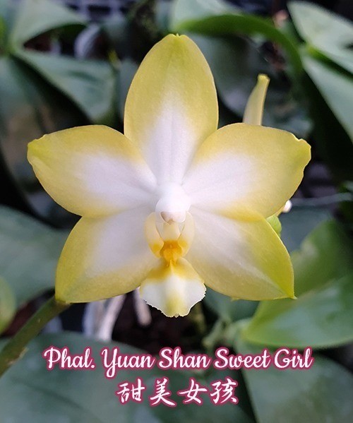 Phal. Yuan Shan Sweet Girl 2.5''