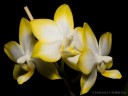 Phal. Yuan Shan Sweet Girl 2.5''