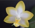 Phal. Yuan Shan Sweet Girl 2.5''