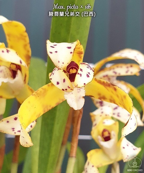 Max. picta × sib 2.5'