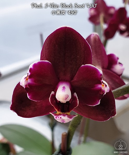 Phal. I-Hsin Black Soot '490' 2.5''