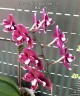 Phal. I-Hsin Black Soot '490' 2.5''