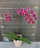 Phal. I-Hsin Black Soot '490' 2.5''