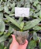 Phal. I-Hsin Black Soot '490' 2.5''