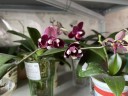 Phal. I-Hsin Black Soot '490' 2.5''