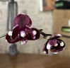 Phal. I-Hsin Black Soot '490' 2.5''