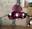 Phal. I-Hsin Black Soot '490' 2.5''