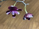 Phal. I-Hsin Black Soot '490' 2.5''