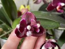 Phal. I-Hsin Black Soot '490' 2.5''