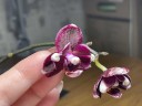 Phal. I-Hsin Black Soot '490' 2.5''