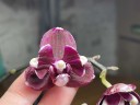 Phal. I-Hsin Black Soot '490' 2.5''