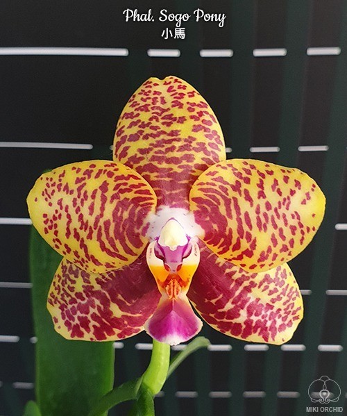Phal. Sogo Pony 2.5''