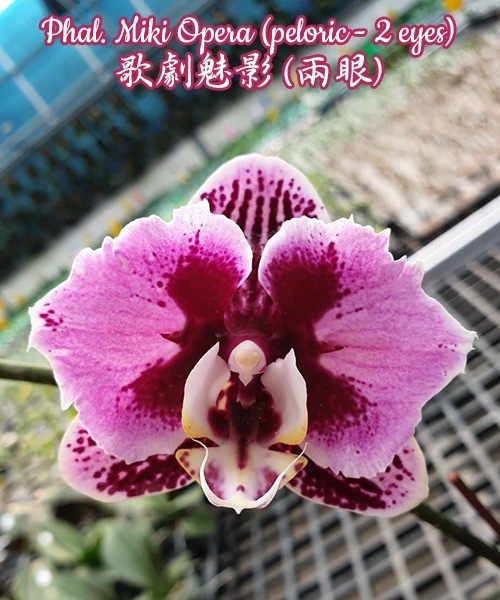 Phal. Miki Opera (peloric - 2 eyes) 2.5''
