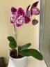 Phal. Miki Opera (peloric - 2 eyes) 2.5''