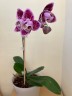Phal. Miki Opera (peloric - 2 eyes) 2.5''