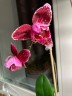 Phal. Miki Opera (peloric - 2 eyes) 2.5''