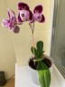 Phal. Miki Opera (peloric - 2 eyes) 2.5''