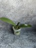 Phal. Miki Opera (peloric - 2 eyes) 2.5''