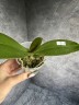 Phal. Miki Opera (peloric - 2 eyes) 2.5''