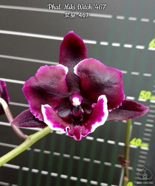 Phal. Miki Witch '467' 2.5''
