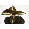 Anoectochilus Amber / Драгоценная орхидея (Ø 7 см)