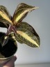 Anoectochilus Amber / Драгоценная орхидея (Ø 7 см)