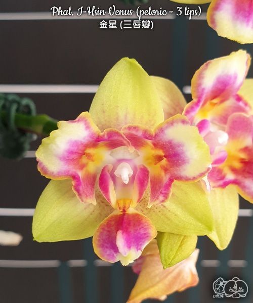 Phal. I-Hsin Venus (peloric - 3 lips) 2.5"