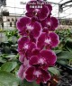 Phal. Lioulin Bright Violet 2.5''