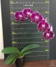 Phal. Lioulin Bright Violet 2.5''