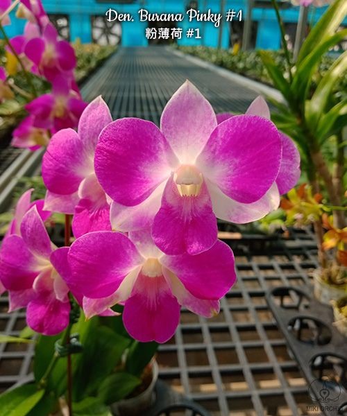 Den. Burana Pinky #1 2.8"