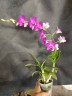 Den. Burana Pinky #1 2.8"