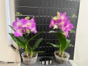 Den. Burana Pinky #1 2.8"