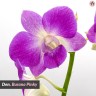 Den. Burana Pinky #1 2.8"