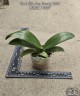 Phal. Miro Sun Beauty '3521' 2.5''