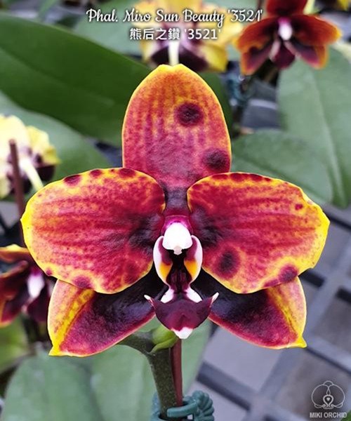 Phal. Miro Sun Beauty '3521' 2.5''